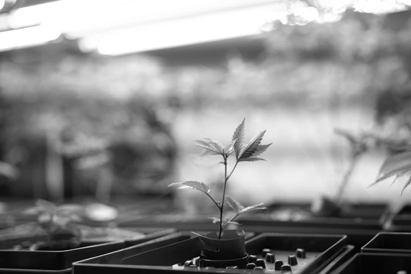 Cannabis Cultivation